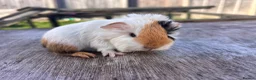Guinea Pig rodents for sale: Beautiful long haired guinea pigs to reserve  - Advert 4