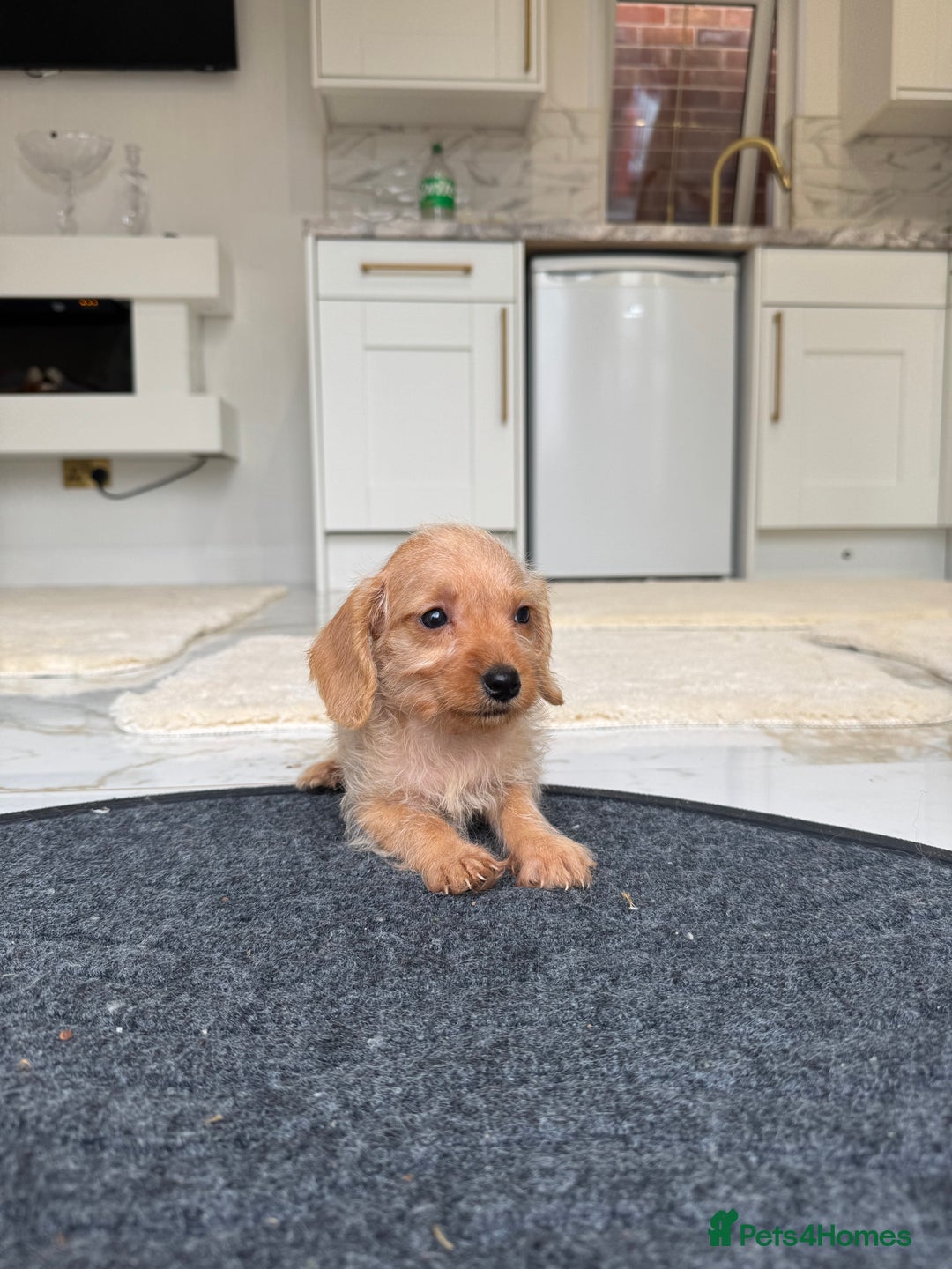 Mixed Breed dogs for sale: Stunning daxiepoos - Advert 12