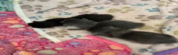 Mixed Breed cats for sale: 4 kitten for sale  - Advert 2