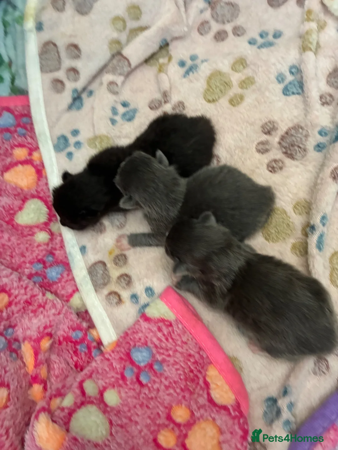 Mixed Breed cats for sale: 4 kitten for sale  - Advert 2