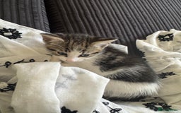 Aegean cats for sale: 2 boys and 1 girl - Rare Aegan Kittens  - Image 3
