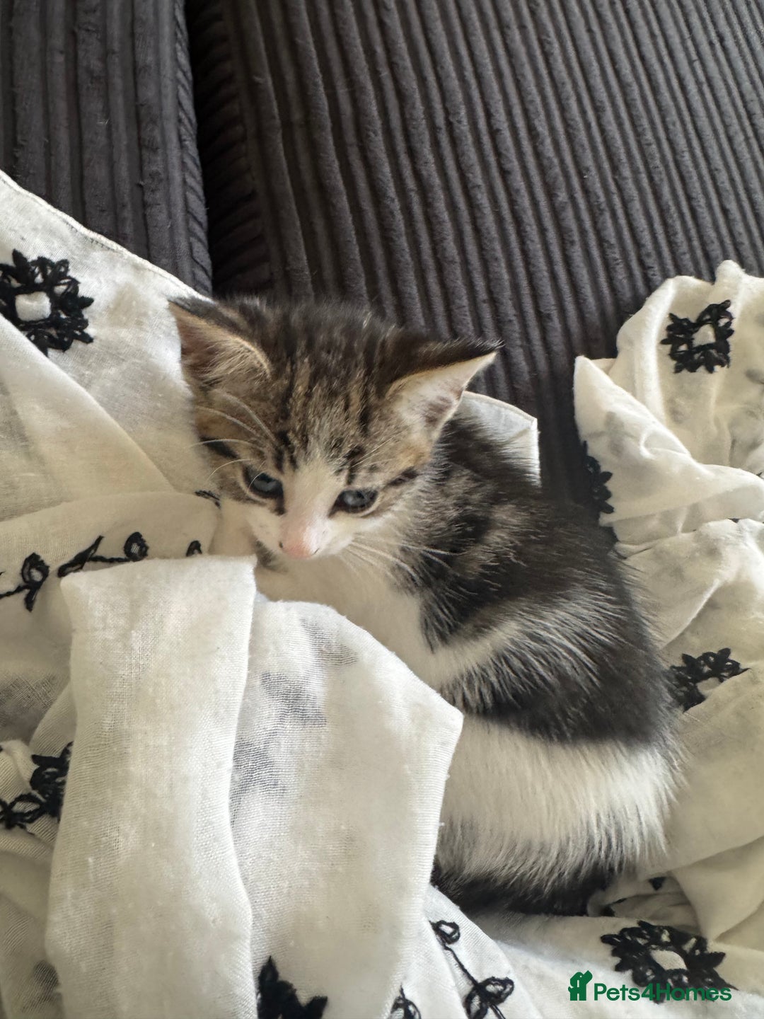 Aegean cats for sale: 2 boys and 1 girl - Rare Aegan Kittens  - Image 3