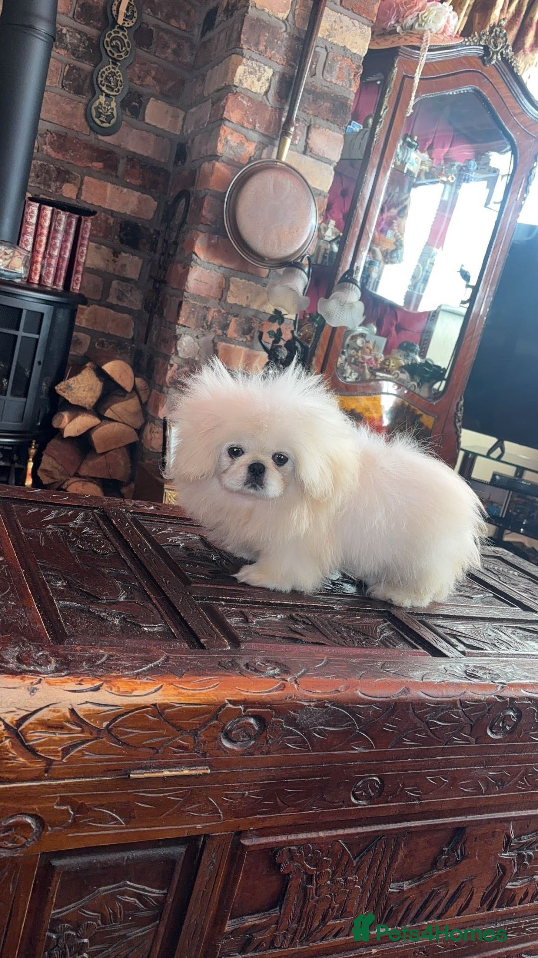 Pekingese dogs Stunning high quality Pekingese puppies  - Advert 2