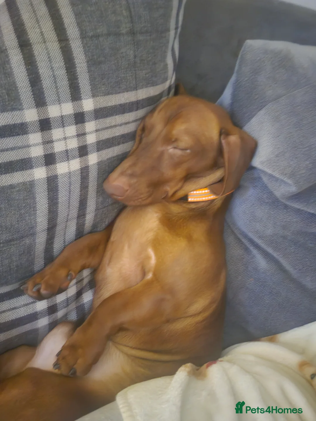 Miniature Dachshund dogs for sale: Miniature Dachshund for sale in Cwmbran - Advert 2