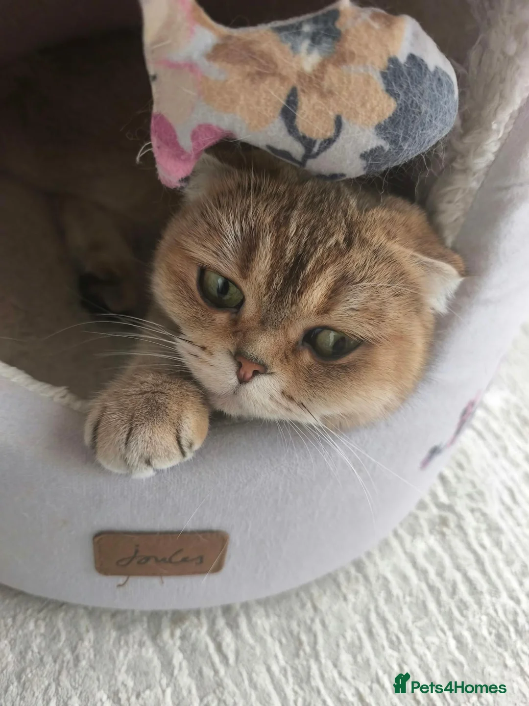 Scottish Fold cats for sale: 😻 2 BOYS LOOKING FOR THEIR FOREVER HOMES 😻 - Advert 2