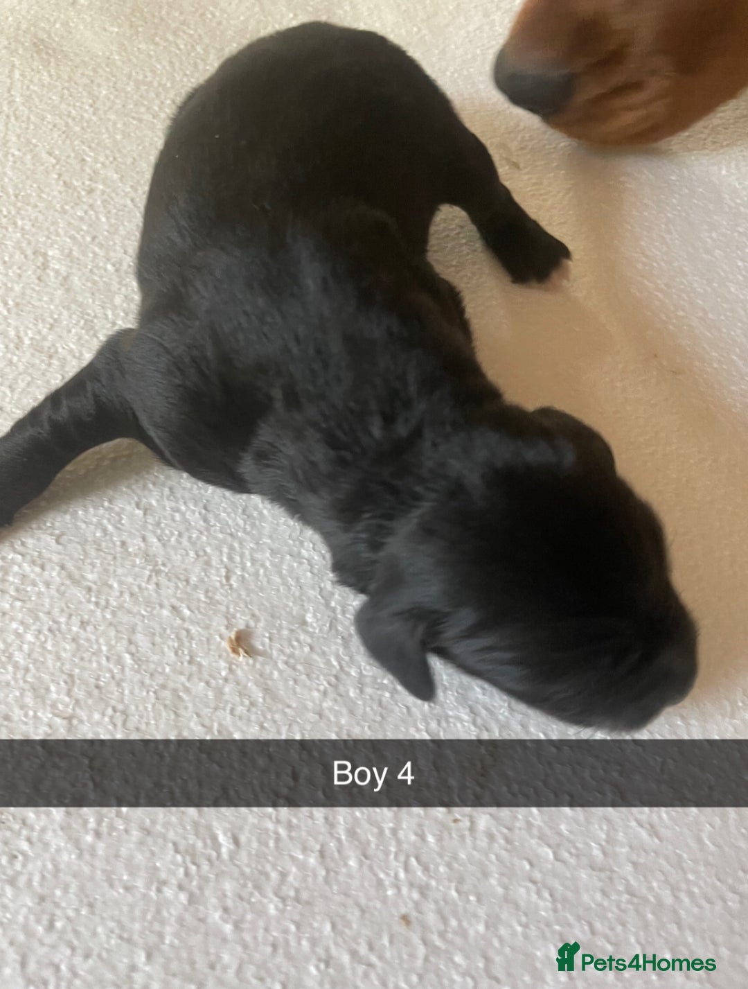 Mixed Breed dogs for sale: Border Collie Cocker puppies - Image 10