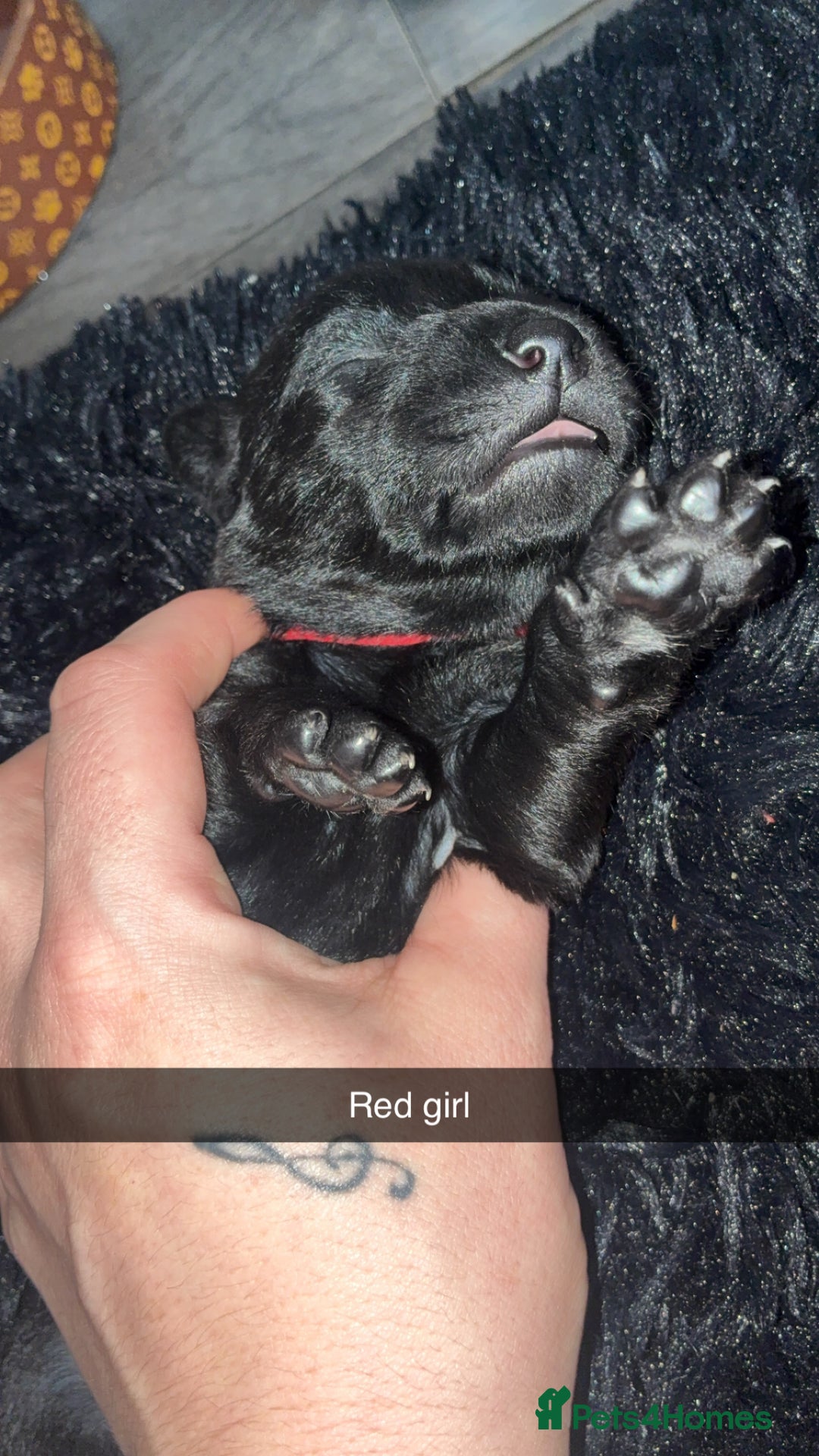 Labrador Retriever dogs for sale: STUNNING KC REGISTERED PEDIGREE LABRADOR PUPPIES - Advert 4