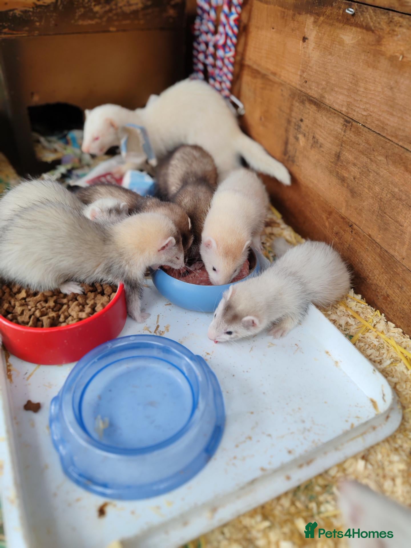 Ferret rodents Ferrets for sale - Advert 2