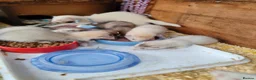 Ferret rodents for sale: Ferrets for sale in Birkenhead - Advert 2