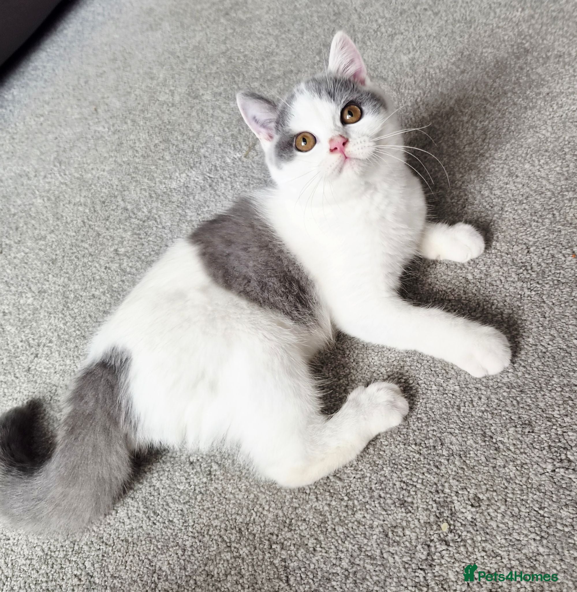 British Shorthair cats Extremely loving purr machines ready now  - Advert 11