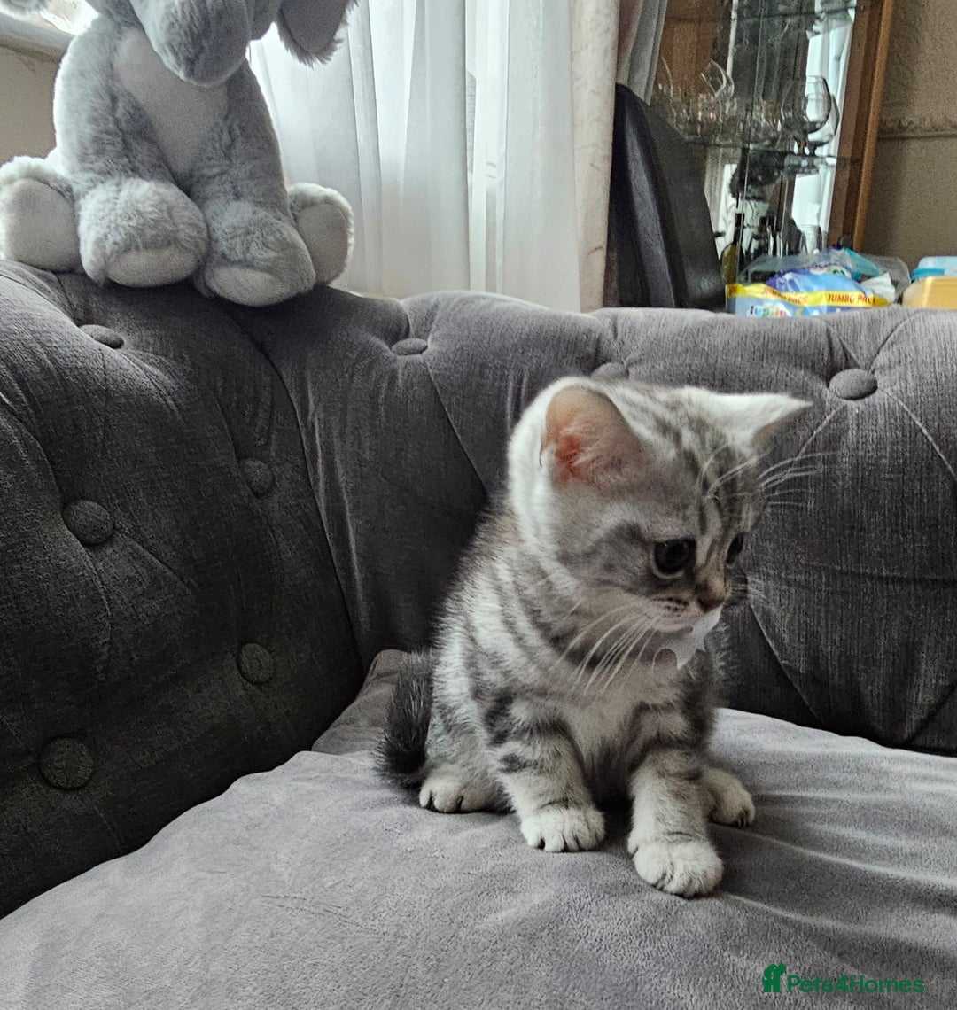 British Shorthair cats for sale: ONE BOY LEFT looking for forever homes - Advert 8