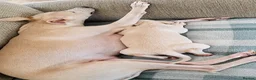 Whippet dogs for sale: Whippet  in Durham - Advert 5