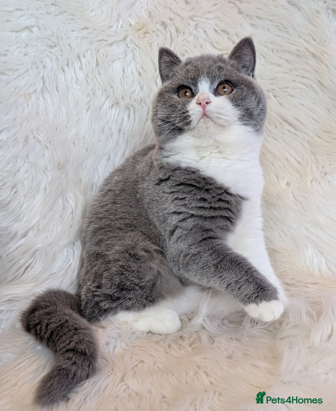 British Shorthair cats for sale: Amazing loving British shorthair kittens  - Advert 18