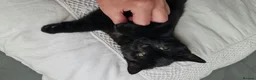 British Shorthair cats for sale: British Shorthair Cross Kittens for Sale - Advert 6