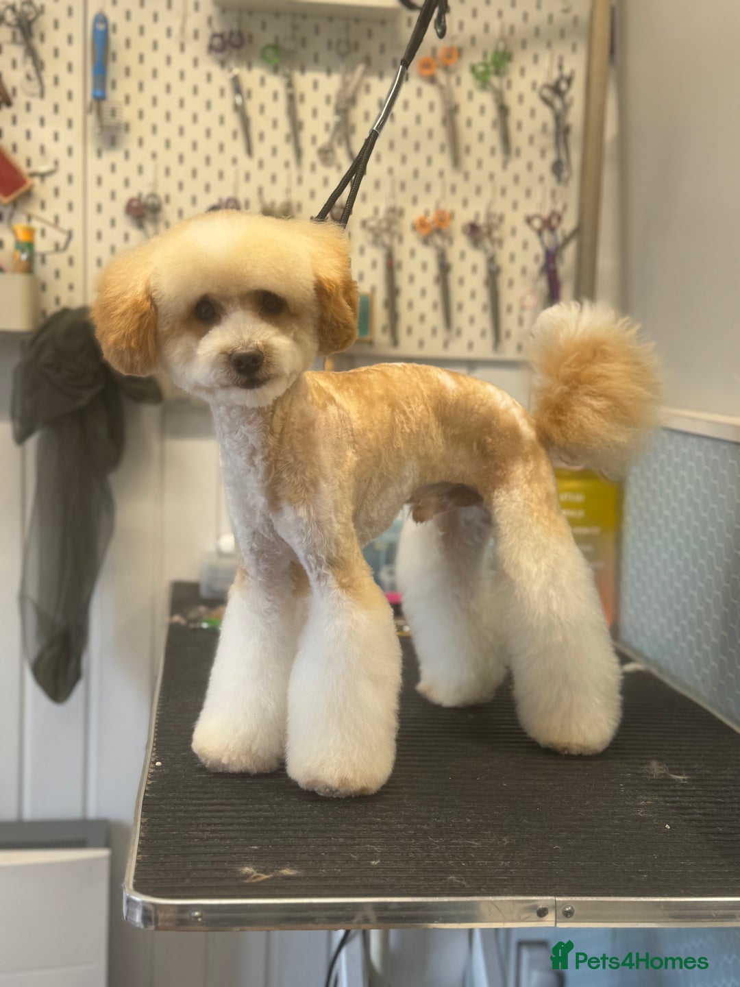 Toy Poodle dogs for sale: Tiny, rare parti poodle puppies. Red & white.  - Image 10