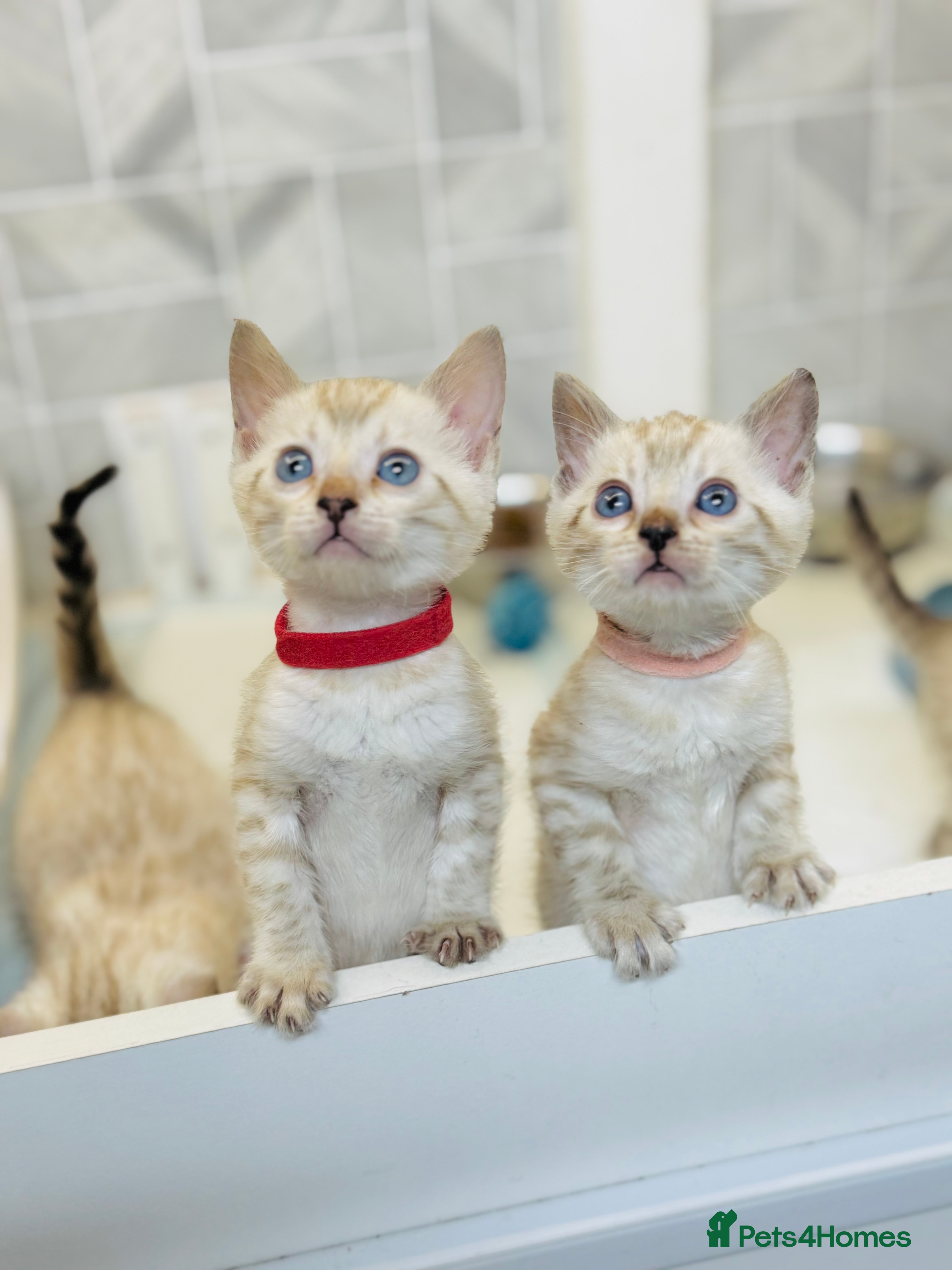 Bengal cats Snow Lynx Bengal Kittens TICA Registered - Advert 10