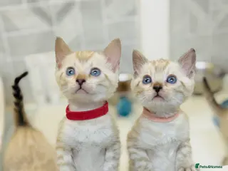 Bengal cats Snow Lynx Bengal Kittens TICA Registered - Advert 10