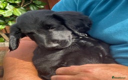 Flat coated Retriever dogs for sale: One beautiful boy puppy ready to go - Image 4
