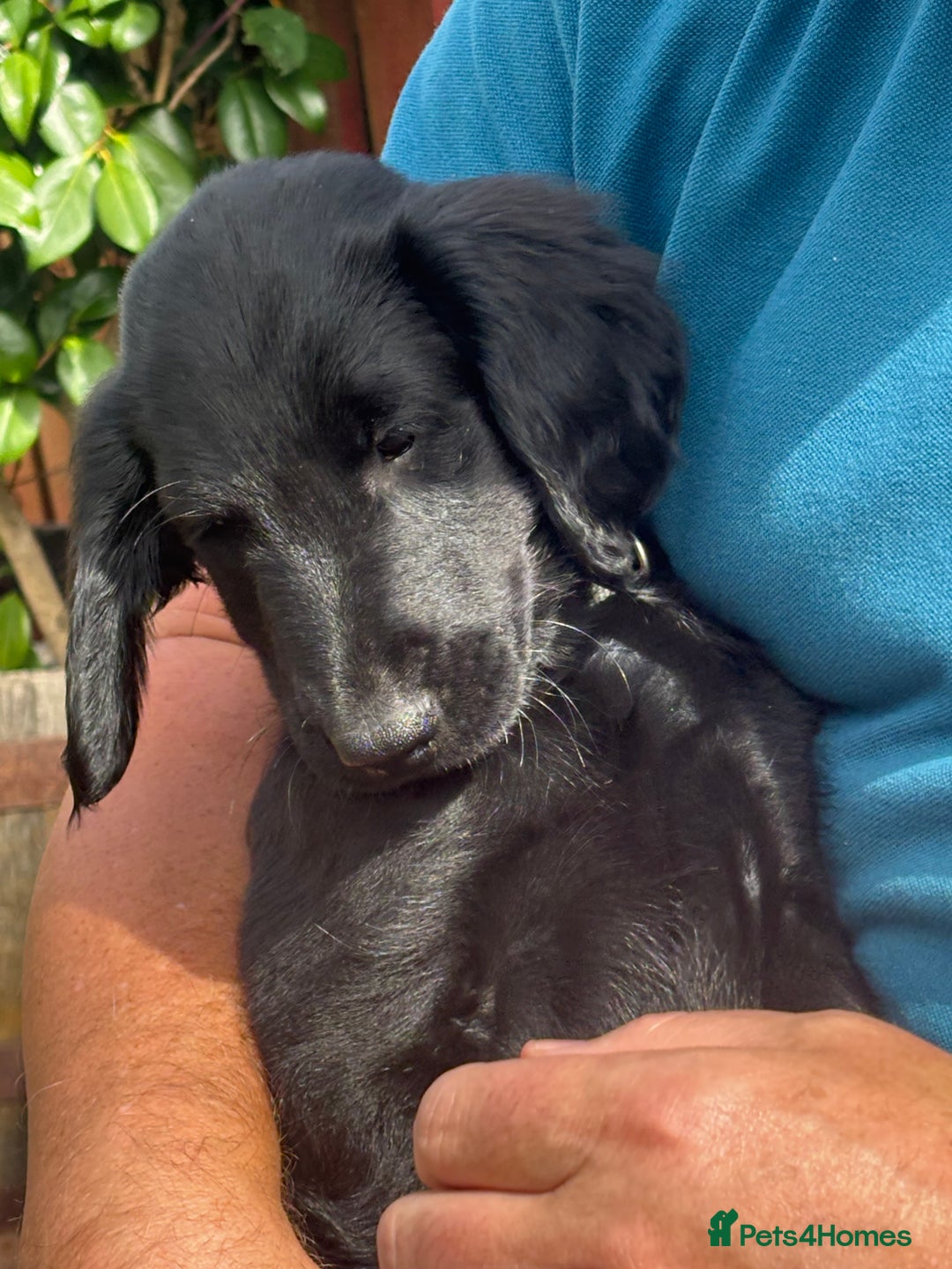 Flat coated Retriever dogs for sale: One beautiful boy puppy ready to go - Image 4