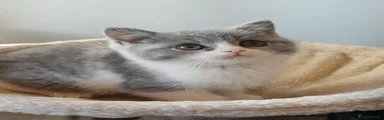 British Shorthair 2