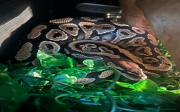 Python Snake reptiles for sale: 2 x royal ball python’s with set up  - Image 7