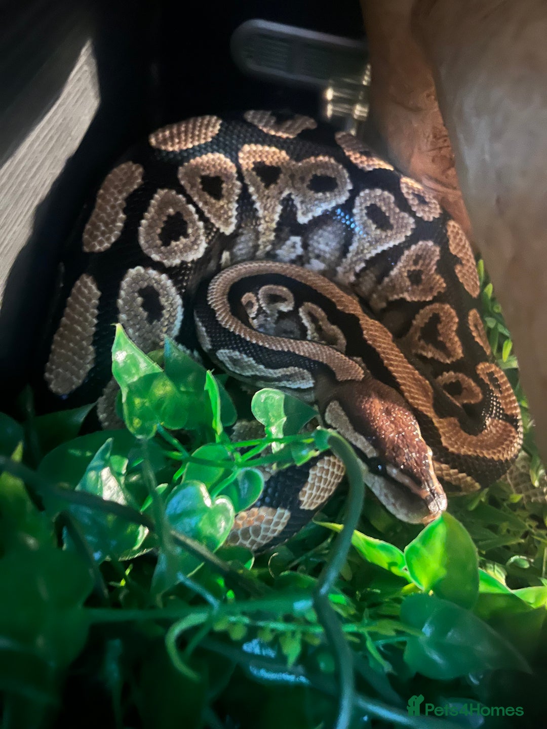 Python Snake reptiles for sale: 2 x royal ball python’s with set up  - Image 7