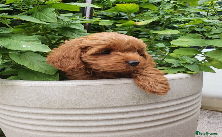 Cavapoo dogs in Stoke-on-Trent - Advert 1