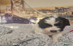 Cockapoo dogs for sale: 4 outstanding cockerpoos  - Image 11