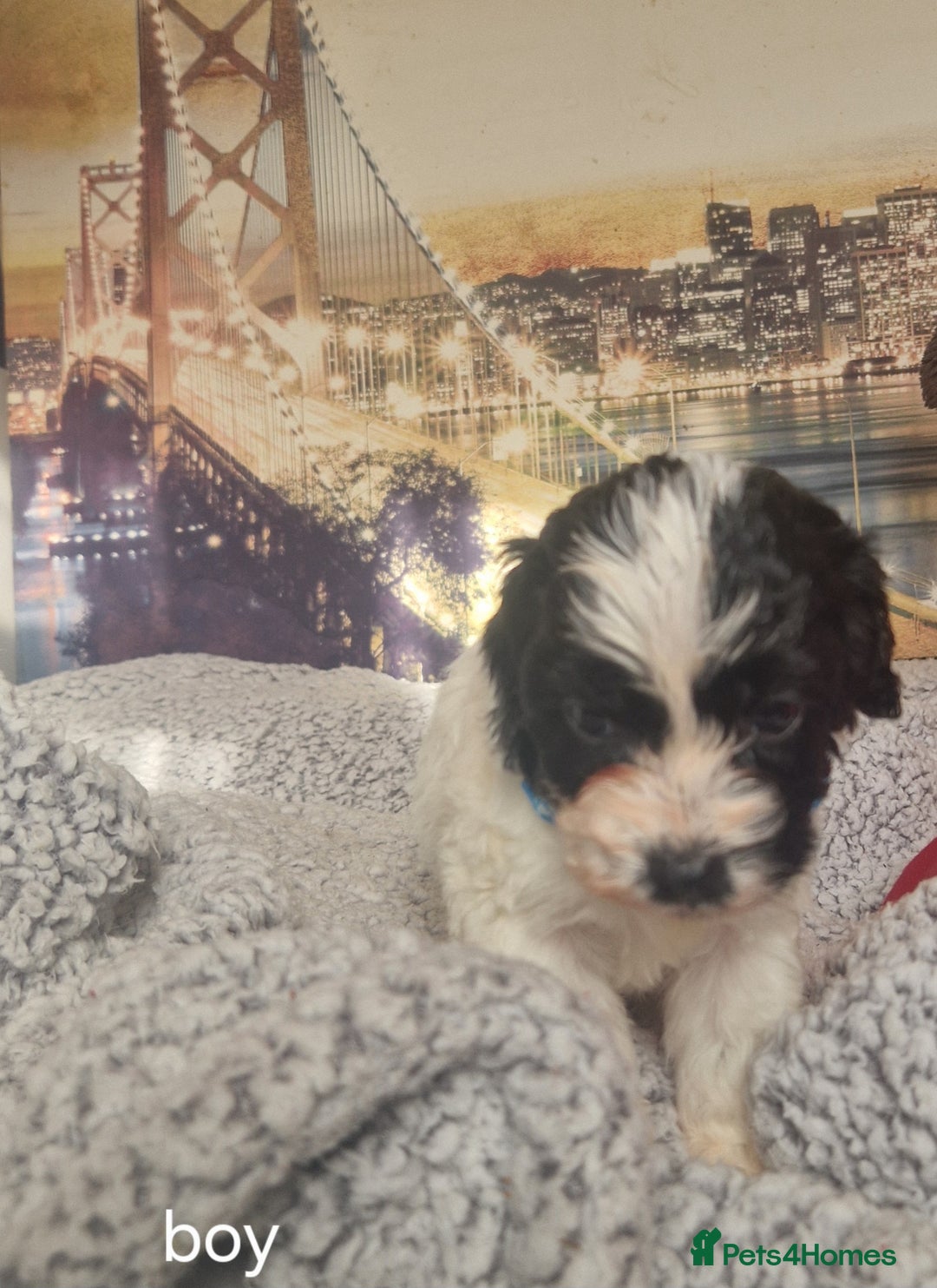 Cockapoo dogs for sale: 4 outstanding cockerpoos  - Image 11