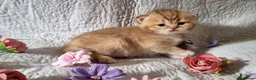 British Shorthair cats for sale: 💖GOLDEN, TABBY, COLOURPOINT BSH KITTENS💖 - Advert 19