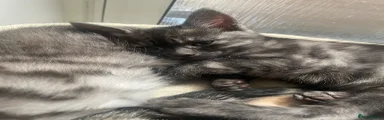 Kitten 1
