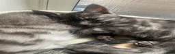 Mixed Breed cats for sale: Beautiful mixed kittens  in Grays - Advert 8