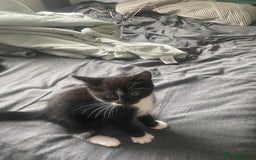 British Longhair cats for sale: 2 Gorgeous Female Kittens For Sale - Image 1