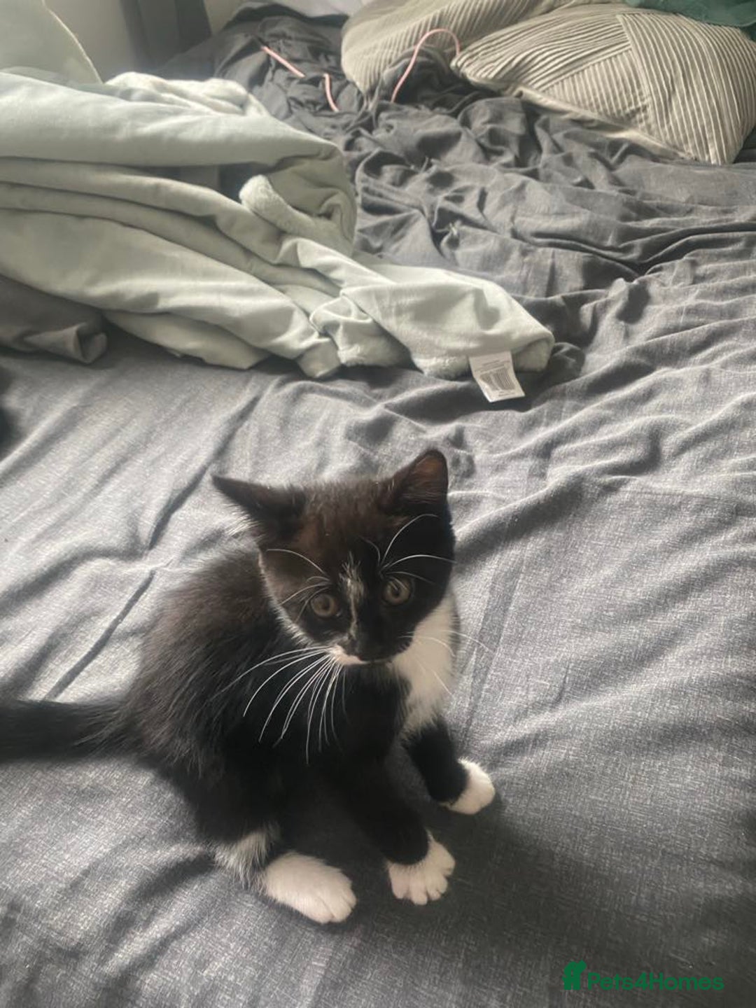 British Longhair cats for sale: 2 Gorgeous Female Kittens For Sale - Image 1