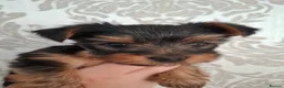 Yorkshire Terrier dogs for sale: Charming Yorkshire Terrier Puppies - Advert 21