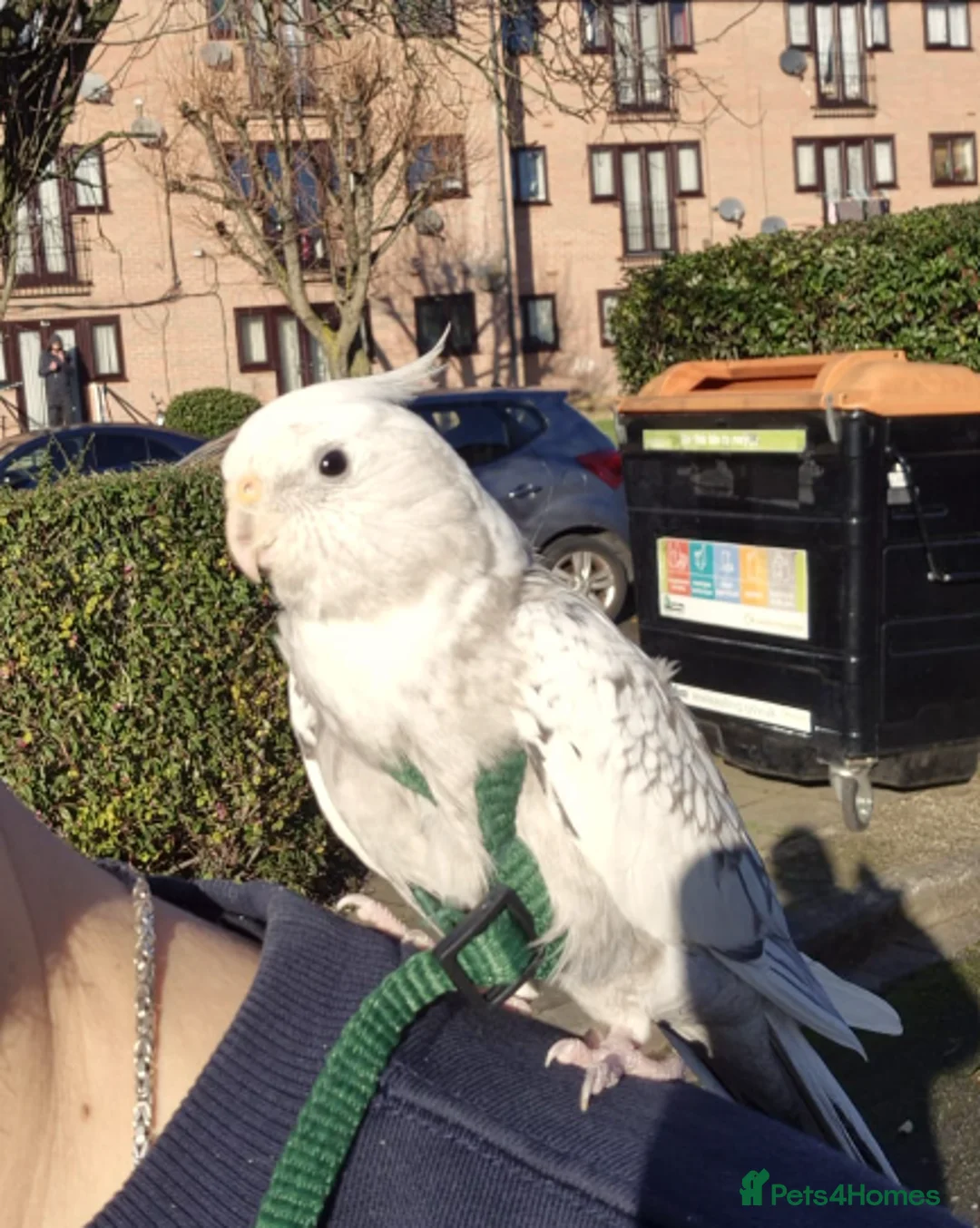 Cockatiels birds for sale: Very Tamed Playful Cockatiel in Northolt - Advert 1