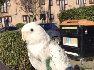 Cockatiels birds Very Tamed Playful Cockatiel - Advert 2
