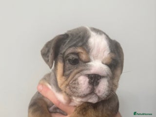 English Bulldog dogs - Advert 2