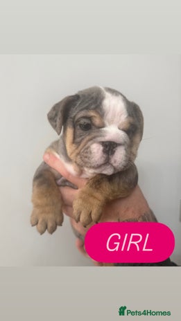 English Bulldog dogs - Advert 7