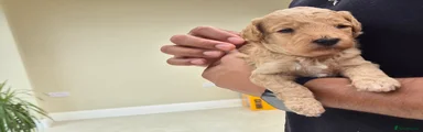 Mixed Breed 4
