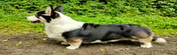 Welsh Corgi Pembroke dogs for stud: Beautiful Tri Boy for Stud in Meifod - Advert 1