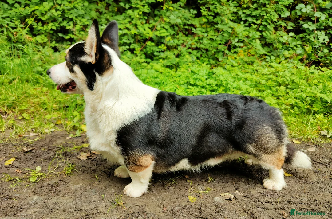 Welsh Corgi Pembroke dogs for stud: Beautiful Tri Boy for Stud in Meifod - Advert 1