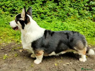 Welsh Corgi Pembroke dogs Beautiful Tri Boy for Stud in Meifod - Advert 3