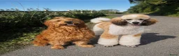 Goldendoodle dogs for sale: Beautiful f2b Golden doodles for sale  - Advert 6