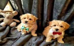 Maltipoo dogs for sale: F1 gorgeous maltipoo puppies - Image 13