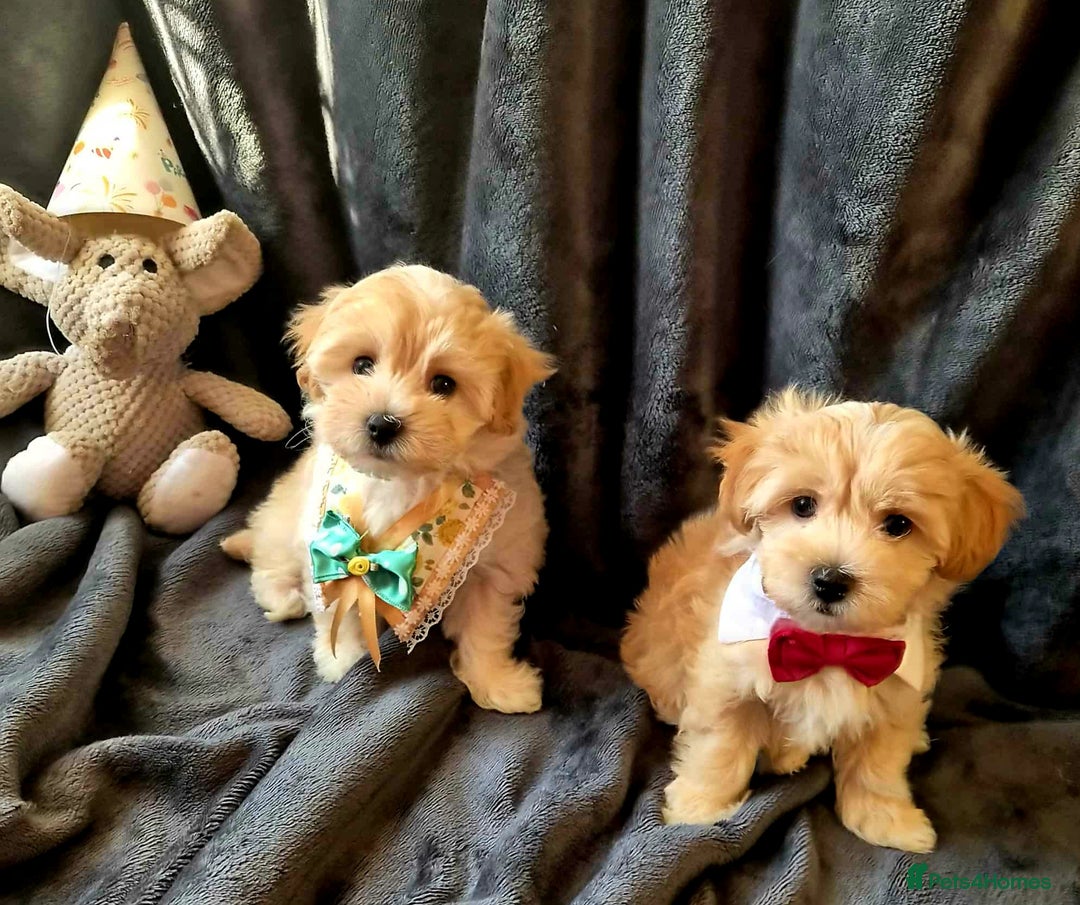Maltipoo dogs for sale: F1 gorgeous maltipoo puppies - Image 13