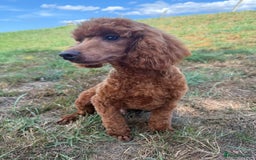 Toy Poodle dogs for sale: Toy Poodle male  - Image 6