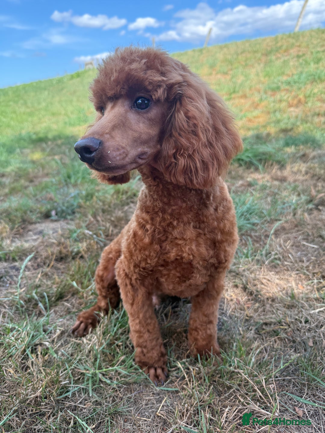Toy Poodle dogs for sale: Toy Poodle male  - Image 6