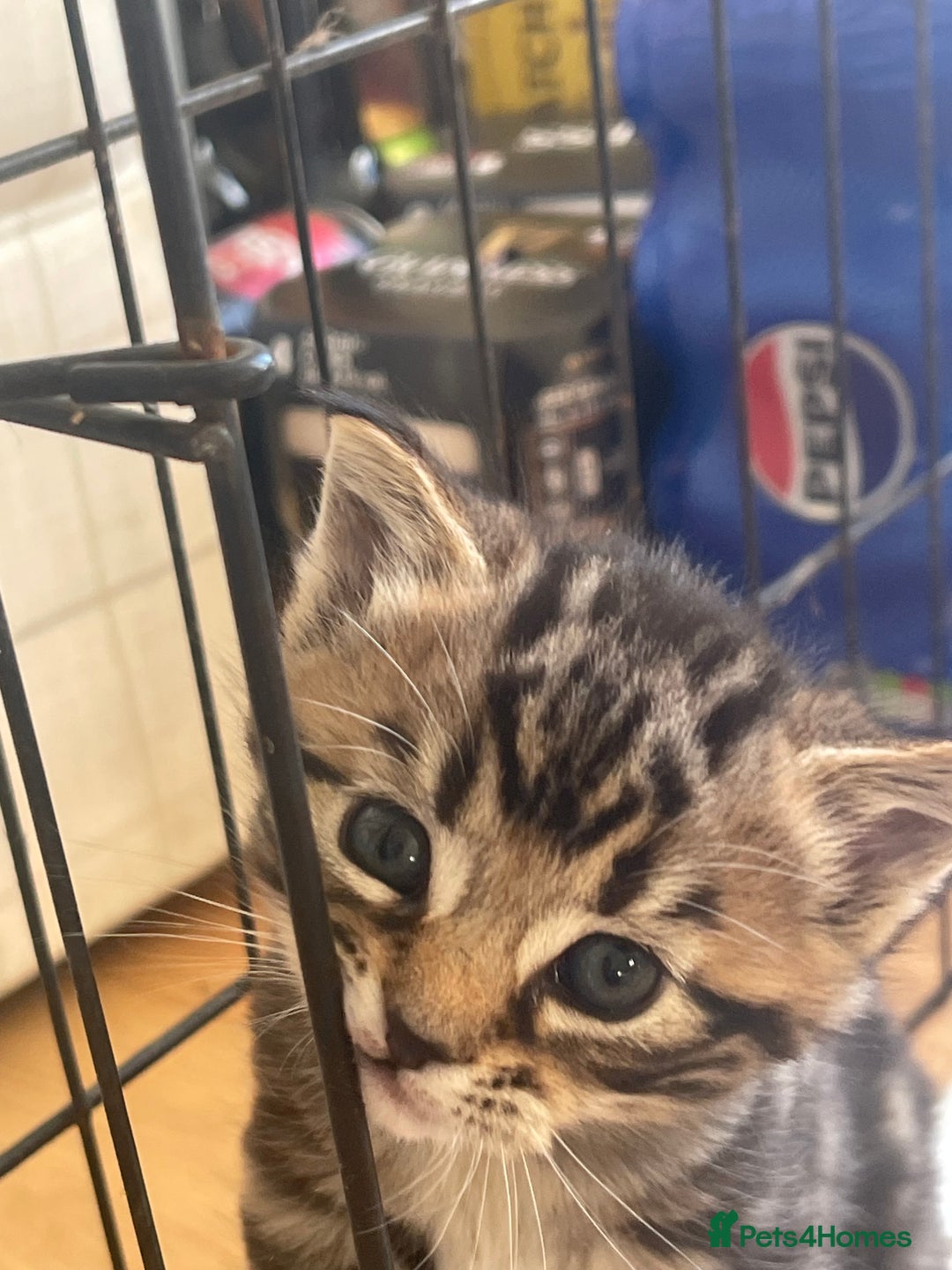Mixed Breed cats for sale: Gorgeous tabby kittens - Advert 13