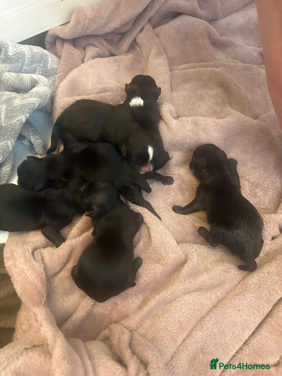Mixed Breed dogs for sale: Chi Apso (2 girls, 1 boy remaining) - Advert 4
